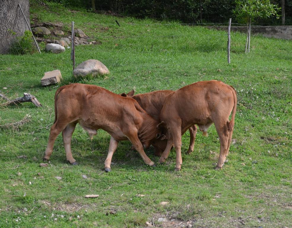 Bibi'S Joy Pensionat Swellendam Exteriör bild